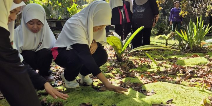 Reviving Nature: Green Brunei’s Peat Swamp Restoration Project